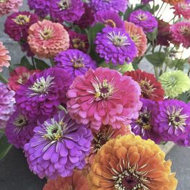 Benary's Giant Mix, Zinnia Seeds